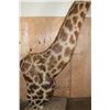 Image 5 : XXL GIRAFFE Pedestal Mount with Wheels