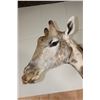 Image 7 : XXL GIRAFFE Pedestal Mount with Wheels