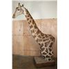 Image 8 : XXL GIRAFFE Pedestal Mount with Wheels