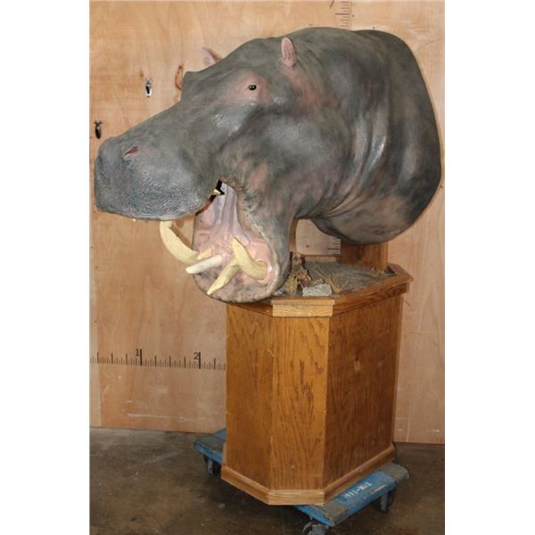 *Real Skin* HIPPOPOTAMUS Pedestal Mount with Reproduction Teeth