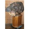 Image 1 : *Real Skin* HIPPOPOTAMUS Pedestal Mount with Reproduction Teeth