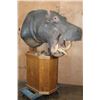 Image 3 : *Real Skin* HIPPOPOTAMUS Pedestal Mount with Reproduction Teeth