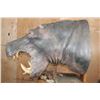 Image 7 : *Real Skin* HIPPOPOTAMUS Pedestal Mount with Reproduction Teeth