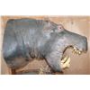 Image 9 : *Real Skin* HIPPOPOTAMUS Pedestal Mount with Reproduction Teeth