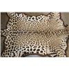 Image 10 : *TEXAS RESIDENTS ONLY* JAGUAR Hide Rug with its Head, All its Claws, and Double Felted Backing