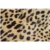 Image 11 : *TEXAS RESIDENTS ONLY* JAGUAR Hide Rug with its Head, All its Claws, and Double Felted Backing