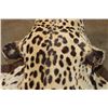 Image 12 : *TEXAS RESIDENTS ONLY* JAGUAR Hide Rug with its Head, All its Claws, and Double Felted Backing