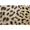 Image 13 : *TEXAS RESIDENTS ONLY* JAGUAR Hide Rug with its Head, All its Claws, and Double Felted Backing