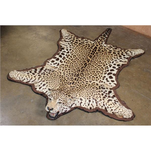 *TEXAS RESIDENTS ONLY* JAGUAR Hide Rug with its Head, All its Claws, and Double Felted Backing