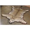 Image 1 : *TEXAS RESIDENTS ONLY* JAGUAR Hide Rug with its Head, All its Claws, and Double Felted Backing