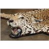 Image 3 : *TEXAS RESIDENTS ONLY* JAGUAR Hide Rug with its Head, All its Claws, and Double Felted Backing