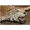 Image 4 : *TEXAS RESIDENTS ONLY* JAGUAR Hide Rug with its Head, All its Claws, and Double Felted Backing