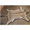 Image 5 : *TEXAS RESIDENTS ONLY* JAGUAR Hide Rug with its Head, All its Claws, and Double Felted Backing