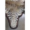 Image 6 : *TEXAS RESIDENTS ONLY* JAGUAR Hide Rug with its Head, All its Claws, and Double Felted Backing