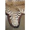 Image 7 : *TEXAS RESIDENTS ONLY* JAGUAR Hide Rug with its Head, All its Claws, and Double Felted Backing