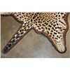 Image 9 : *TEXAS RESIDENTS ONLY* JAGUAR Hide Rug with its Head, All its Claws, and Double Felted Backing