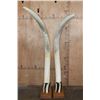 Image 10 : *TEXAS RESIDENTS ONLY* Big Set of ELEPHANT IVORY TUSKS Mounted on Wood Bases with Zebra Hide Accents
