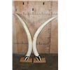 Image 11 : *TEXAS RESIDENTS ONLY* Big Set of ELEPHANT IVORY TUSKS Mounted on Wood Bases with Zebra Hide Accents