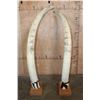 Image 12 : *TEXAS RESIDENTS ONLY* Big Set of ELEPHANT IVORY TUSKS Mounted on Wood Bases with Zebra Hide Accents