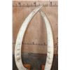 Image 13 : *TEXAS RESIDENTS ONLY* Big Set of ELEPHANT IVORY TUSKS Mounted on Wood Bases with Zebra Hide Accents