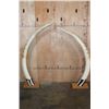 Image 2 : *TEXAS RESIDENTS ONLY* Big Set of ELEPHANT IVORY TUSKS Mounted on Wood Bases with Zebra Hide Accents