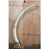 Image 3 : *TEXAS RESIDENTS ONLY* Big Set of ELEPHANT IVORY TUSKS Mounted on Wood Bases with Zebra Hide Accents
