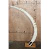 Image 4 : *TEXAS RESIDENTS ONLY* Big Set of ELEPHANT IVORY TUSKS Mounted on Wood Bases with Zebra Hide Accents