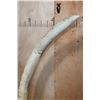 Image 7 : *TEXAS RESIDENTS ONLY* Big Set of ELEPHANT IVORY TUSKS Mounted on Wood Bases with Zebra Hide Accents