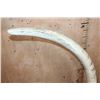Image 8 : *TEXAS RESIDENTS ONLY* Big Set of ELEPHANT IVORY TUSKS Mounted on Wood Bases with Zebra Hide Accents
