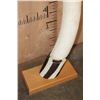 Image 9 : *TEXAS RESIDENTS ONLY* Big Set of ELEPHANT IVORY TUSKS Mounted on Wood Bases with Zebra Hide Accents