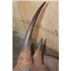 Image 10 : *TEXAS RESIDENTS ONLY* *Real Skin, Real Horn* BLACK RHINOCEROS Shoulder Mount