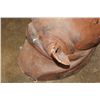 Image 6 : *TEXAS RESIDENTS ONLY* *Real Skin, Real Horn* BLACK RHINOCEROS Shoulder Mount