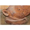 Image 8 : *TEXAS RESIDENTS ONLY* *Real Skin, Real Horn* BLACK RHINOCEROS Shoulder Mount