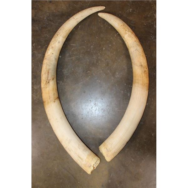 *TEXAS RESIDENTS ONLY* Set of 2 ELEPHANT IVORY Tusks