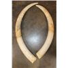 Image 1 : *TEXAS RESIDENTS ONLY* Set of 2 ELEPHANT IVORY Tusks