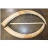 Image 2 : *TEXAS RESIDENTS ONLY* Set of 2 ELEPHANT IVORY Tusks