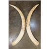 Image 3 : *TEXAS RESIDENTS ONLY* Set of 2 ELEPHANT IVORY Tusks