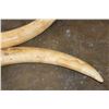 Image 4 : *TEXAS RESIDENTS ONLY* Set of 2 ELEPHANT IVORY Tusks