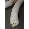 Image 5 : *TEXAS RESIDENTS ONLY* Set of 2 ELEPHANT IVORY Tusks