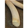 Image 6 : *TEXAS RESIDENTS ONLY* Set of 2 ELEPHANT IVORY Tusks