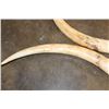 Image 7 : *TEXAS RESIDENTS ONLY* Set of 2 ELEPHANT IVORY Tusks