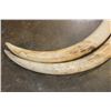 Image 8 : *TEXAS RESIDENTS ONLY* Set of 2 ELEPHANT IVORY Tusks