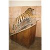 Image 10 : *TEXAS RESIDENTS ONLY* Huge Life-sized TIGER Mounted on an Inclined Base