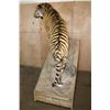 Image 11 : *TEXAS RESIDENTS ONLY* Huge Life-sized TIGER Mounted on an Inclined Base