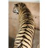 Image 13 : *TEXAS RESIDENTS ONLY* Huge Life-sized TIGER Mounted on an Inclined Base