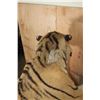 Image 14 : *TEXAS RESIDENTS ONLY* Huge Life-sized TIGER Mounted on an Inclined Base