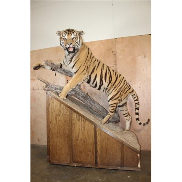 *TEXAS RESIDENTS ONLY* Huge Life-sized TIGER Mounted on an Inclined Base