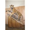 Image 1 : *TEXAS RESIDENTS ONLY* Huge Life-sized TIGER Mounted on an Inclined Base