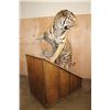 Image 2 : *TEXAS RESIDENTS ONLY* Huge Life-sized TIGER Mounted on an Inclined Base