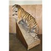 Image 3 : *TEXAS RESIDENTS ONLY* Huge Life-sized TIGER Mounted on an Inclined Base